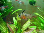   (Microgeophagus altispinosa)    - Hemigrammus erythrozonus
