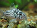   Corydoras trilineatus