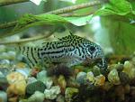   Corydoras trilineatus