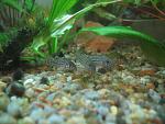   Corydoras trilineatus