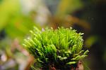 Fissidens Thailand