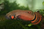 bettamacrostoma