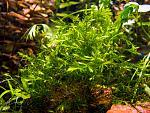 Giant Willow moss