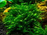 Fenix Moss   Fissidens fontanus