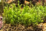 Homalia sp Rosa moss