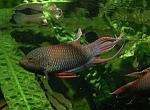 Macropodus erythropterus 21 300x219