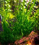 Flame Moss   Taxiphyllum sp