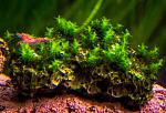 Star Moss   Hyophila Involuta