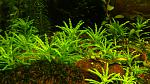   Pogostemon helferi