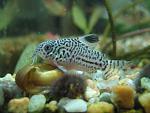   Corydoras trilineatus