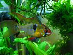 -  (Papiliochromis ramirezi)