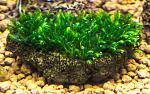 Fissidens sp Mini
