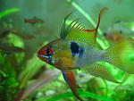 -  (Papiliochromis ramirezi)