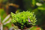 Fissidens Thailand