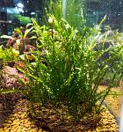 Willow Moss Fontinalis antipyretica