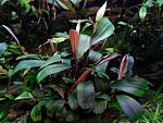sp.Copi Susu