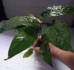 P4180025