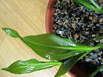 Echinodorus opacus "2000" 