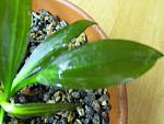 Echinodorus opacus Ibore Uruguay