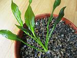 Echinodorus opacus "2000" 