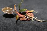 sp.Little Pixy Red