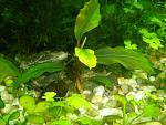 Bucephalandra sp. Silver Powder