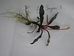 Bucepharandra sp. from Sayan 1