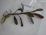 Bucephalandra sp. Narcissus 2