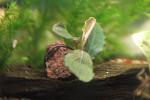Bucephalandra sp.Little Pixy Red