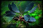 Bucephalandra sp. "Black Skeleton King"