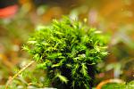 Fissidens grandifrons var. Planiccaulis
