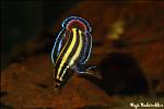Parosphromenus alfredi flaring male HB