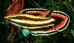 Parosphromenus phoenicurus  