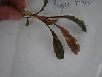 Bucephalandra sp. Super Blue