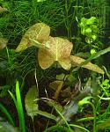     (Nymphaea sp. "Dwarf" Santarem)