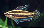 Parosphromenus phoenicurus   2
