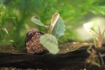 Bucephalandra sp.Little Pixy Red