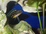 male