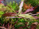 Polygonum 'Porto Velho 01