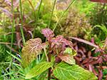 hemigraphis traian