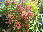 Rotala Araguaia / Cuphea Analagoidea / Red Bacopa