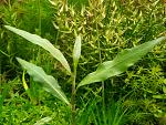 Persicaria Hydropiperoides