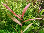 Persicaria sp 'Kawagoeanum'