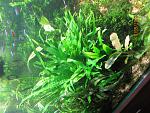 microsorum pteropus ''minor''