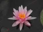 getImage (2)