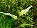 Persicaria sp 'Odorata'