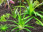 Eriocaulon Parkeri