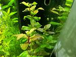 Gratiola Virginiana