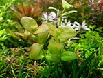 Lindernia grandiflora From Aaron1