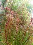 Rotala enie